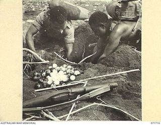 SINGORKAI - WEBER POINT AREA, NEW GUINEA, 1944-03-21. MEMBERS OF "C" COMPANY, PAPUASN INFANTRY BATTALION, ARE QUICK IN SEEING TURTLE NESTS IN THE SAND. THE EGGS, RESEMBLING TABLE TENNIS BALLS, WERE ..