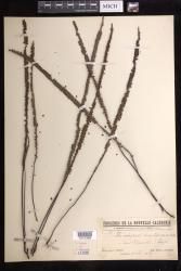 Stromatopteris moniliformis