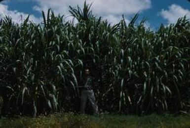 [Man standing in front of sugarcane on Kauai Island, United States]