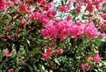 Bougainvillea