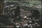 Men extracting coconut meat for copra, Siar Plantation