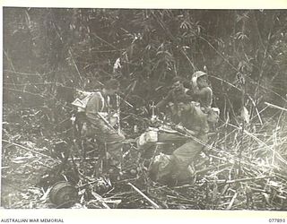 BOUGAINVILLE ISLAND, NEW BRITAIN. 1944-12-30. SIGNALLERS ATTACHED TO A COMPANY, 25TH INFANTRY BATTALION MOVING THROUGH THE WIRE IN THE NORTH EAST SECTOR OF THE AUSTRALIAN PERIMETER DURING THE ..