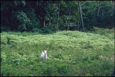 Goat in a field