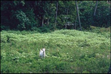 Goat in a field