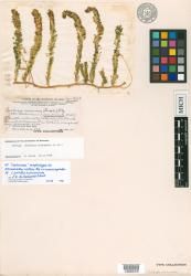 Caulerpa racemosa f. compressa