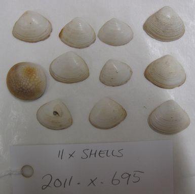 shells