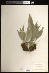 Antrophyum lessonii
