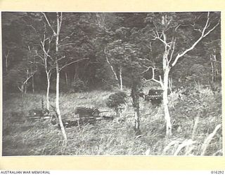 NEW GUINEA. 20 DECEMBER 1943. AUSTRALIAN TANKS ON THEIR WAY THROUGH TIMBERED COUNTRY TO ASSAULT JAPANESE POSITIONS