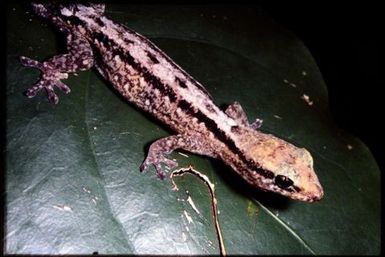 Bavayia pulchella