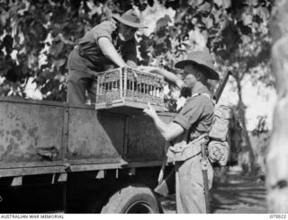 HANSA BAY, NEW GUINEA. 1944-09-07. Q104385 SIGNALLER C.A. MANTEIT (1), 25TH INFANTRY BATTALION UNLOADING CARRIER PIGEONS FROM THE LEFT CARRIER TRUCK TO QX37528 LIEUTENANT J. CHESTERTON WHO IS TO ..