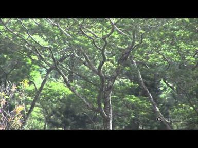 PBS Hawaii - HIKI NŌ Episode 203 | Halau Lokahi PCS | Turning Invasive Albizia Tree Into a Positive