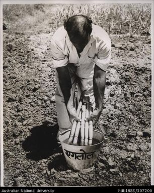 Indian Farmer planting cane