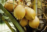 French Polynesia, coconuts growing on Tahiti Island