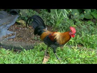 INSIGHTS ON PBS HAWAI‘I: Maui County Council – Upcountry Maui / O‘ahu Charter Amendment 1