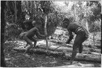 Pig festival, pig sacrifice, Tsembaga: in ancestral shirne, man and boy split logs, above ground oven and sacrifical pig in background
