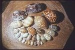 Cowrie shells arranged on a carving