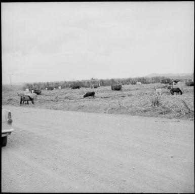 Sugarcane being harvested near Lomowai, Viti Levu, Fiji, 1966 / Michael Terry