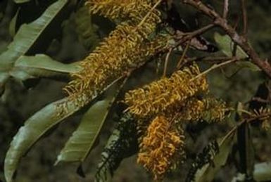 [Finschia chlorzantha in the Sarwaket Range, Papua New Guinea]