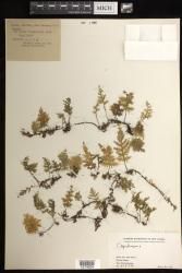 Crepidomanes bipunctatum