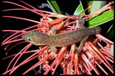 Gecko sp.