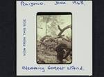 Clearing forest stand, Poligolo, [Papua New Guinea], Dec 1963
