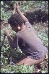 Western Highlands: woman uses digging stick among sweet potato plants in a garden