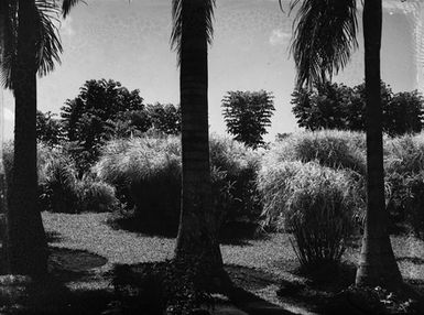 [View of palm trees and bushes]