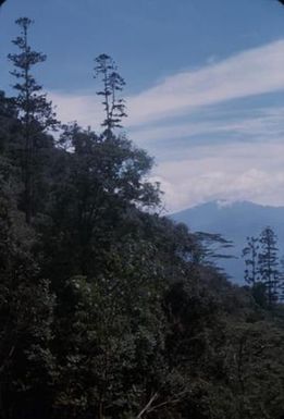 [Landscape of plants and mountains, Papua New Guinea]