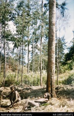 Two males resting under a tree