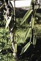 French Polynesia, close-up of vanilla bean vine growing on Moorea Island