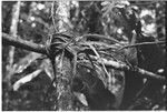 Binding on crossed sticks with la'e aromatic plant on it, used in rituals to get Mamu to magically gain wealth