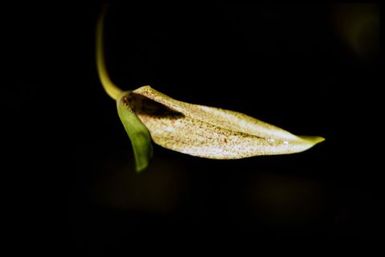 Bulbophyllum sp. 1000 m