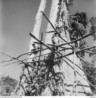 BUSU FOREST, LAE AREA, NEW GUINEA. 1944-07-26. NATIVES SUPPLIED BY THE AUSTRALIAN NEW GUINEA ADMINISTRATIVE UNIT AND WORKING WITH THE 2/3RD FORESTRY COMPANY, ROYAL AUSTRALIAN ENGINEERS, COMPLETE A ..