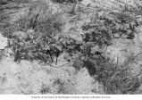 Morning glory with mosaic mutation and tumorous growths, Eniwetok Atoll, summer 1949