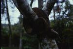 Snake wrapped around tree trunk, Sep 1962