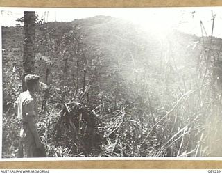 SATTELBERG, NEW GUINEA. 1943-11-29. SX11265 CORPORAL H. W. JOHNSTON OF HEADQUARTERS 2/48TH AUSTRALIAN INFANTRY BATTALION SURVEYING A BOMB SCARRED HILLTOP IN THE AREA