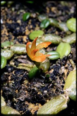 Bulbophyllum sp