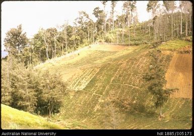 Gardens on divide between Kainantu and Kounpri