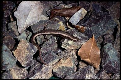 Skink sp.