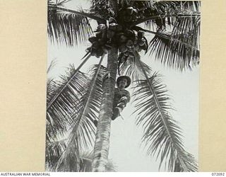 MILNE BAY, NEW GUINEA. 1944-04-06. NX149746 SERGEANT B. REID, A MEMBER 53RD DEPUTY COMMANDER, ROYAL AUSTRALIAN ENGINEERS, USING SIGNALLER'S CLIMBING SPURS TO REACH COCONUTS ON A TALL PALM