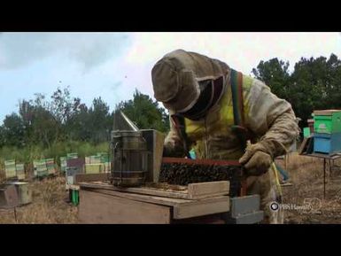 PBS Hawaii - HIKI NŌ Episode 301 | Maui High School | Beyond the Beauty