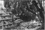 Pig festival, pig sacrifice, Tsembaga: men slaughter a pig, above ground oven and pile of firewood on right