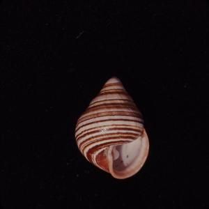 [Achatinella shell in Waiawa, United States]