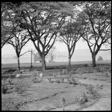 Chinnery's garden after a volcanic eruption, Malaguna Road, Rabaul, New Guinea, 1937 / Sarah Chinnery