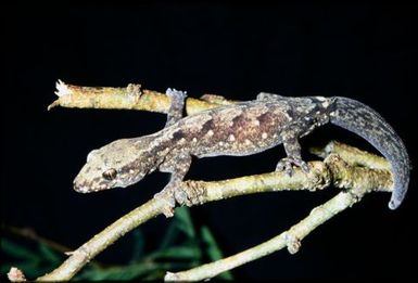 Gecko sp.