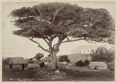 Zion, Nuku'alofa, Tongatapu, Tonga - Photograph taken by Burton Brothers