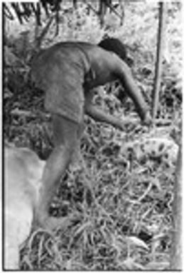 Staking a piglet in lean-to