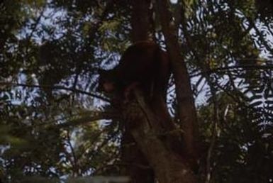 [Tree kangaroo, Papua New Guinea]