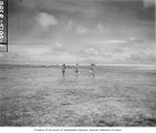 Scientists wading in reef around Namu Island to net poisoned fish, 1947