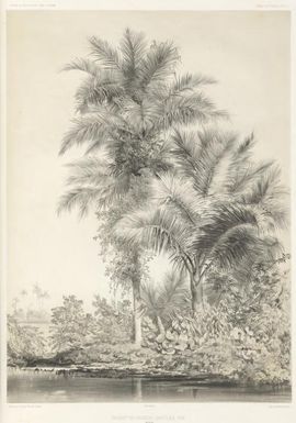 Bouquet de palmiers dans l'Ile Tsis, Iles Rouk / dessine par E. Goupil ; lith. par Sabatier